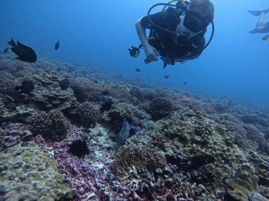 Muscat: Daymaniat Islands Scuba Diving for Beginners - Key points before you book