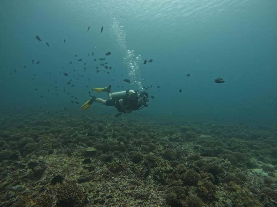 Muscat: Daymaniat Islands Scuba Diving for Beginners - Ways to make the morning go better