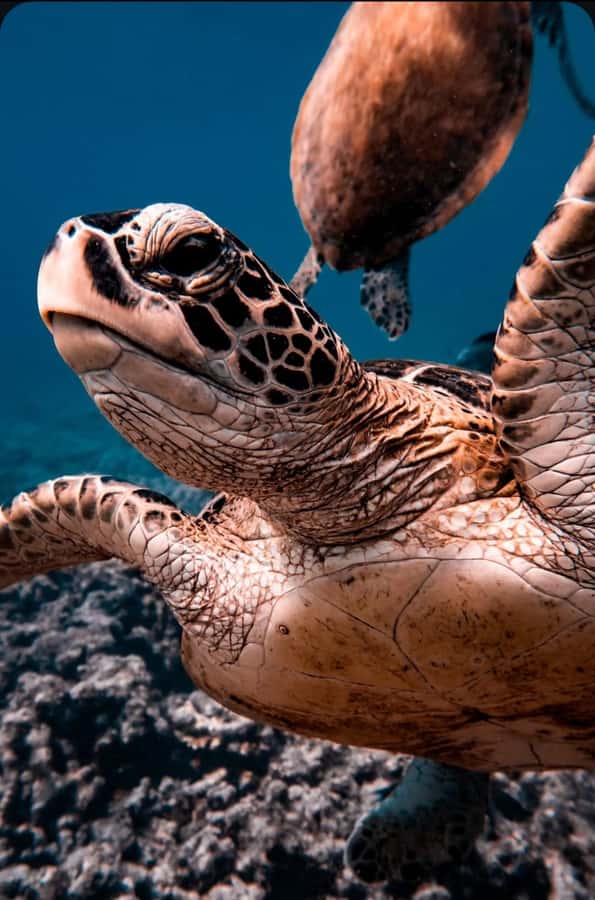 Muscat: Daymaniat Islands Snorkeling Tour with Refreshments - Why the Daymaniat Islands Matter
