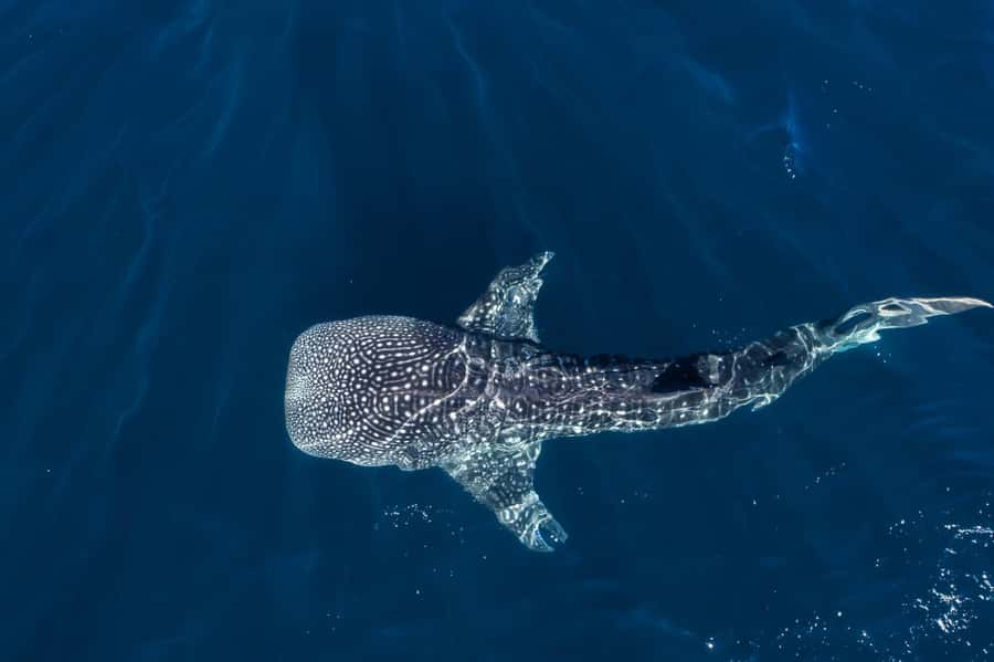 Muscat: Daymaniat Islands Snorkeling Tour with Refreshments - The Second and Third Stops, Fish, Rays, and Reef Sharks