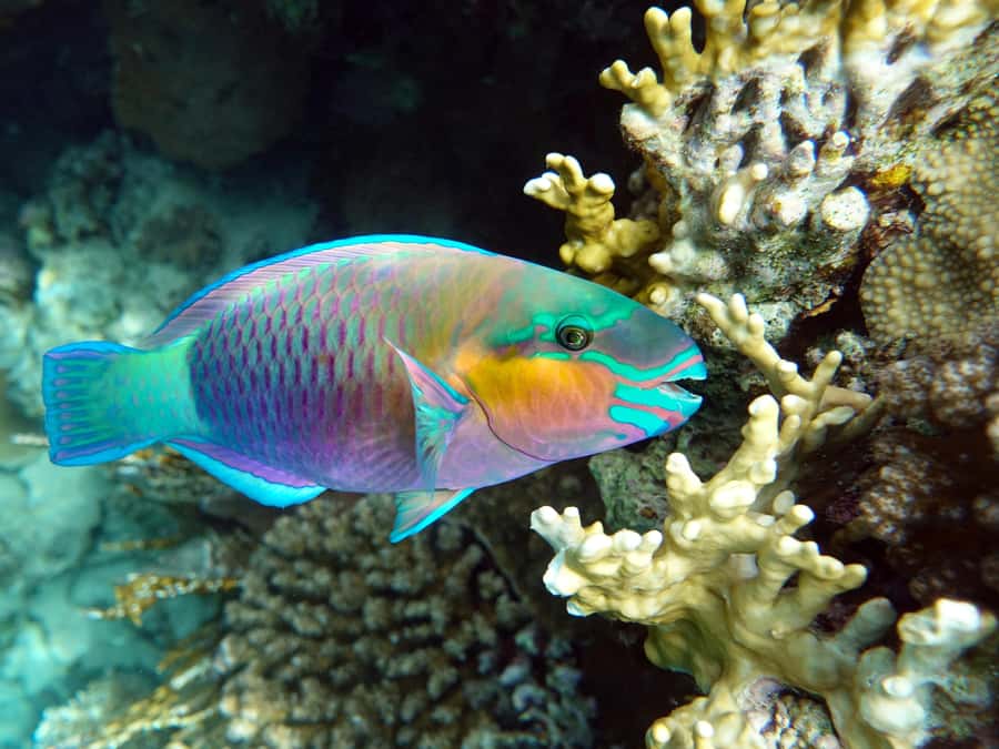 Muscat: Daymaniat Islands Snorkeling Tour with Refreshments - Beach Time and the Seasonal Rules