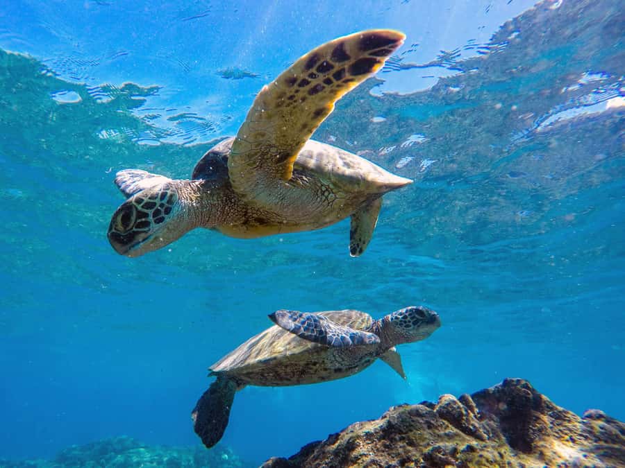 Muscat: Daymaniat Islands Snorkeling Tour with Refreshments - Lunch, Drinks, and the Practical Comforts