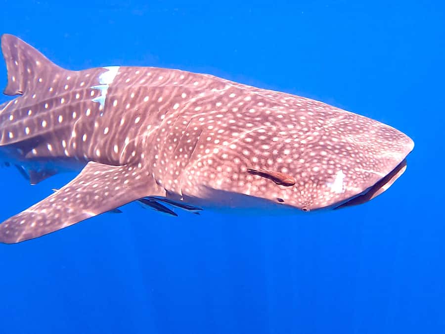 Muscat: Daymaniat Islands Snorkeling Tour with Refreshments - The Captains Make a Noticeable Difference