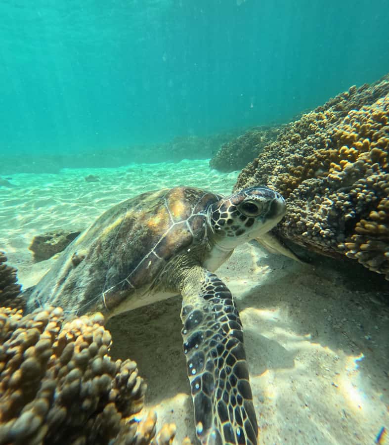 Muscat: Daymaniat Islands Snorkeling Tour with Refreshments - Booking Details Worth Knowing