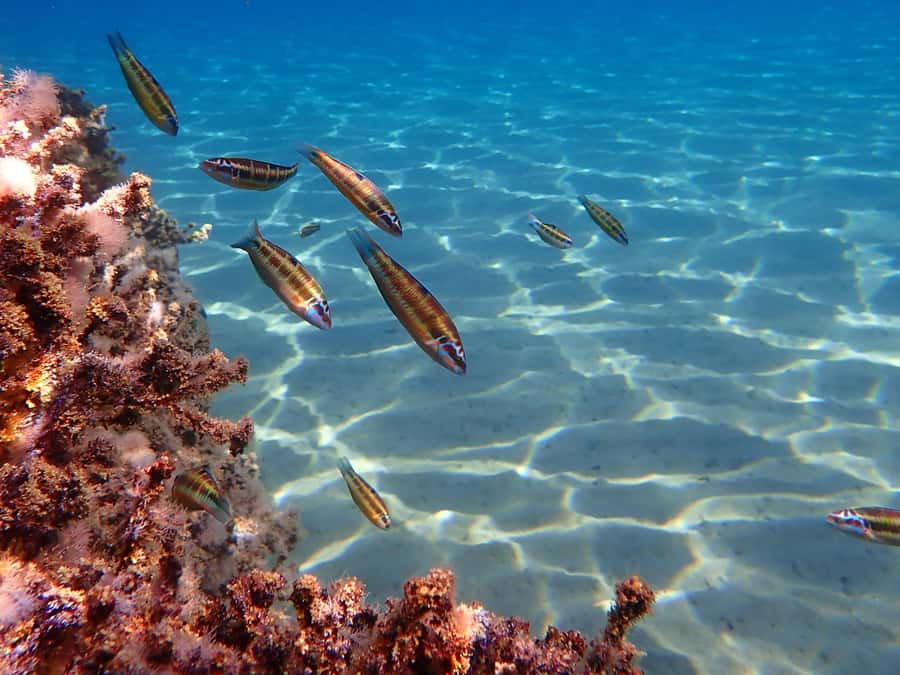 Muscat: Daymaniat Islands Snorkeling Tour with Refreshments - FAQ