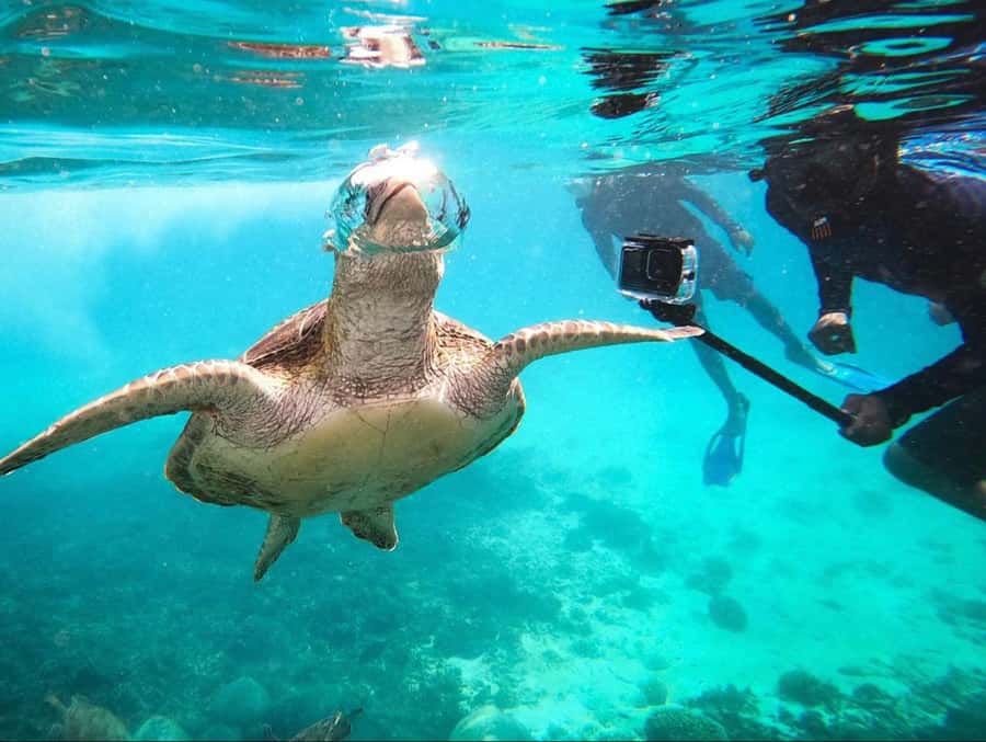 Muscat: Daymaniat Islands Snorkeling Trip with Brunch - Why the Daymaniat Islands are worth your morning