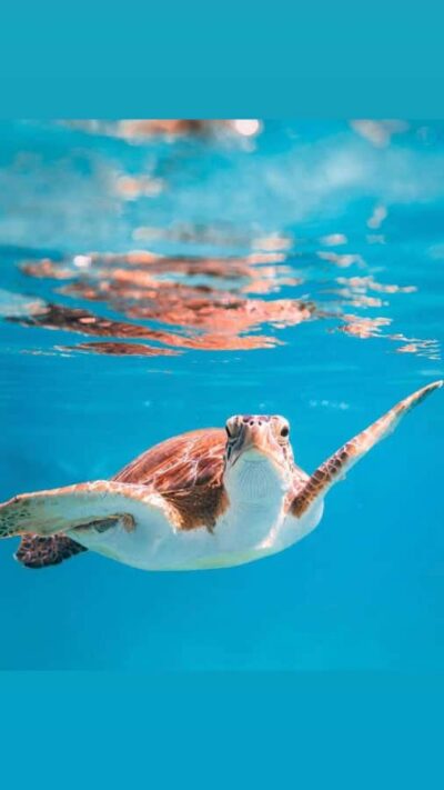 Daymaniat Islands Snorkeling Trip with Brunch
