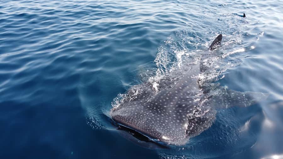 Muscat: Daymaniat Islands Tour - Key points at a glance