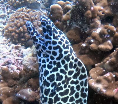 Daymaniat Islands Try Scuba Diving