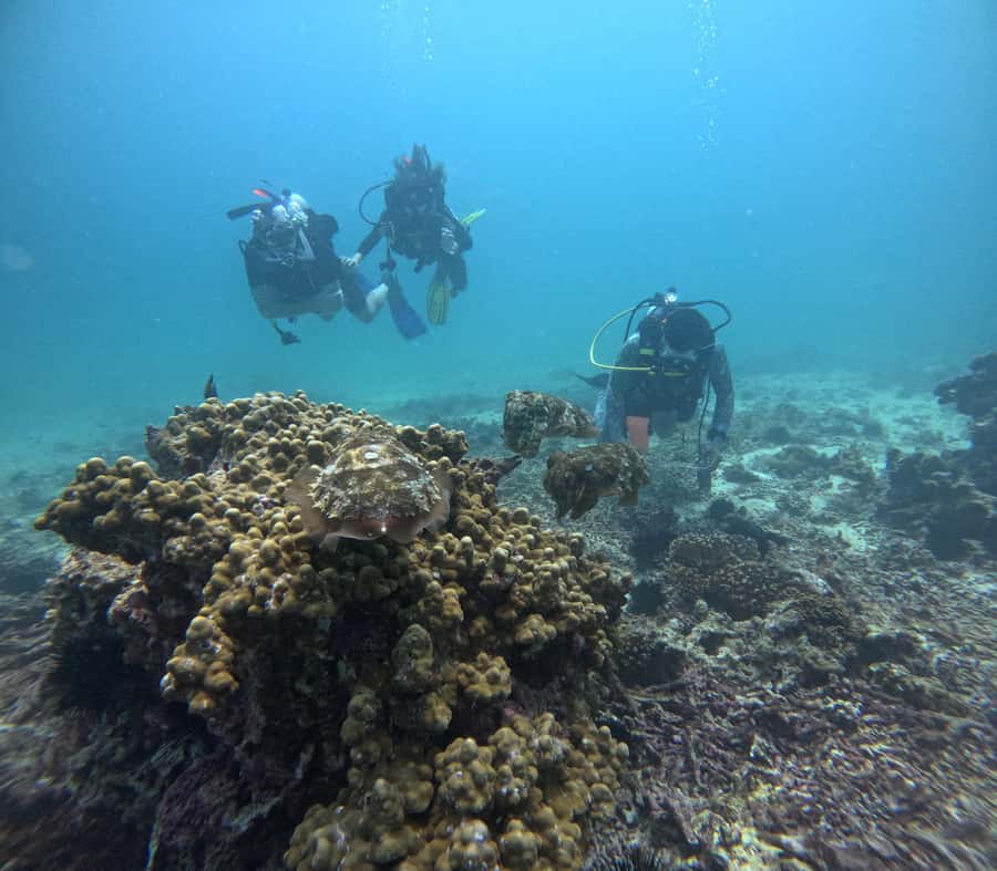 Muscat: Daymaniat Islands Try Scuba Diving - Snorkeling, surface time, and the boat ride between sessions