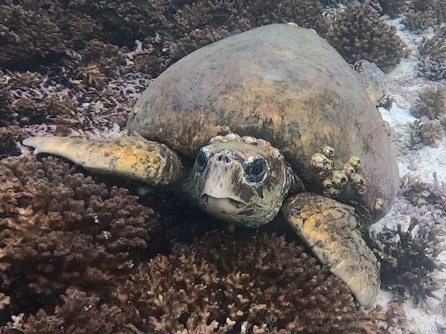 Muscat: Daymaniat Islands Try Scuba Diving - Who will enjoy this trip most