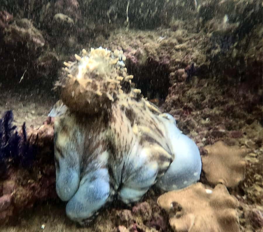 Muscat: Daymaniat Islands Try Scuba Diving - The guides and the feel of the service