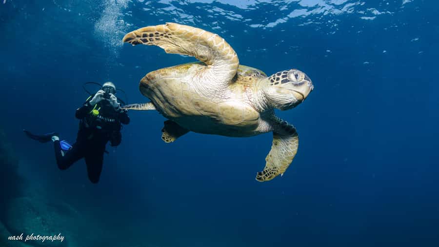 Muscat: Daymaniyat Island Scuba Dive 2 locations + BBQ Lunch - Starting at Al Mouj Marina at 8:00