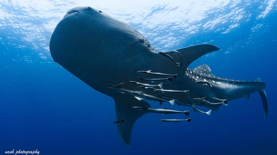 Muscat: Daymaniyat Island Scuba Dive 2 locations + BBQ Lunch - The Surface Break and BBQ Lunch