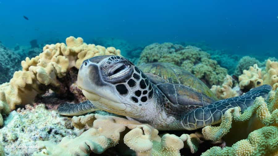 Muscat: Daymaniyat Island Scuba Dive 2 locations + BBQ Lunch - Organization, Equipment, and Staff