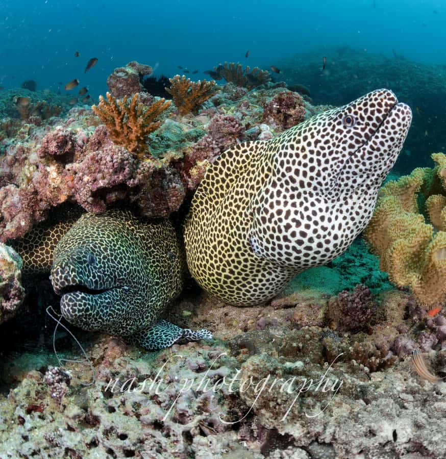 Muscat: Daymaniyat Island Scuba Dive 2 locations + BBQ Lunch - The Final Call: Is It Worth Booking?