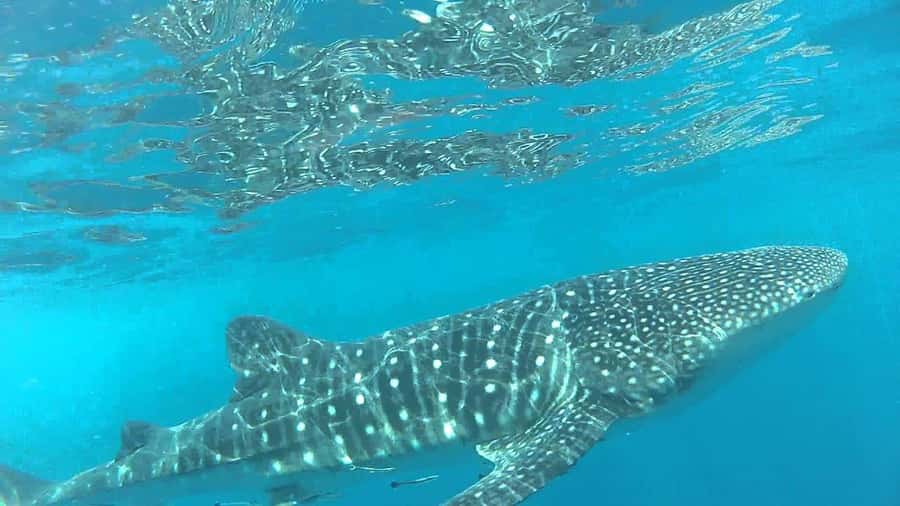 Muscat: Daymaniyat Island Snorkeling with Turtles Tour - What $125 includes, and where the value lies