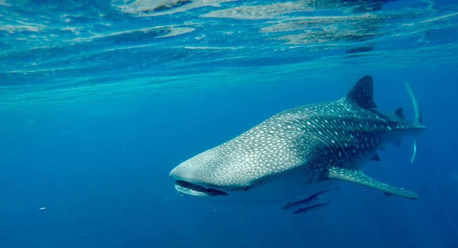 Muscat: Daymaniyat Islands Private Boat Tour with Snorkeling - Why the Daymaniyat Islands make a good day from Muscat