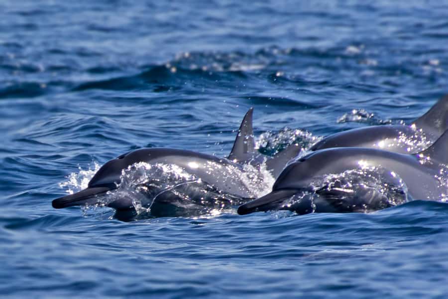 Muscat: Daymaniyat Islands Private Boat Tour with Snorkeling - What the $1,800 price really means