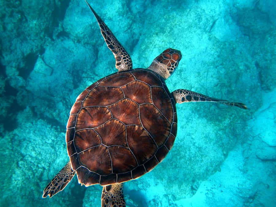Muscat: Daymaniyat Islands Snorkeling Tour - Why the Daymaniyat Islands make a good half-day outing