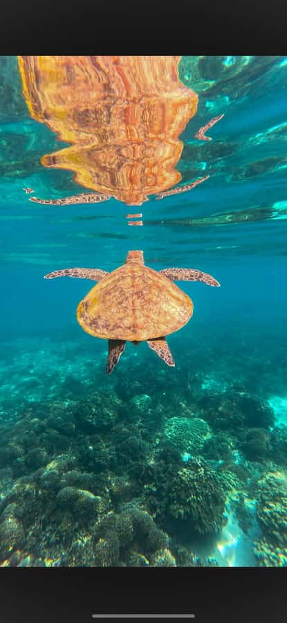 Muscat: Daymaniyat Islands Snorkeling Tour - What happens at the snorkeling bays