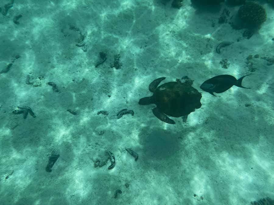 Muscat: Daymaniyat Islands Snorkeling Tour - Who should book, and who should think twice?