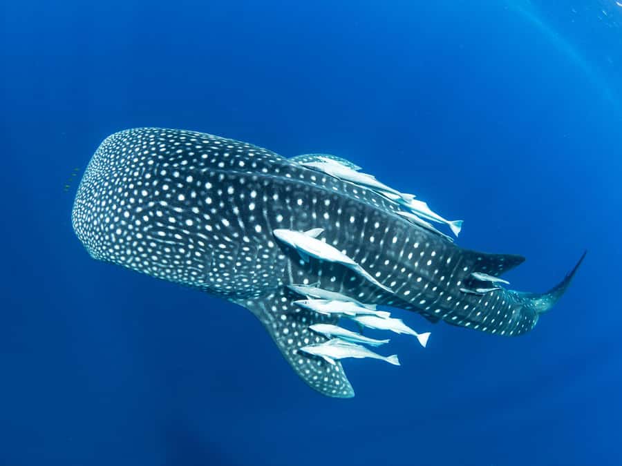Muscat: Daymaniyat Islands Snorkeling Tour - Arriving at Seeb Port for the 8:30 AM or 1:30 PM boat