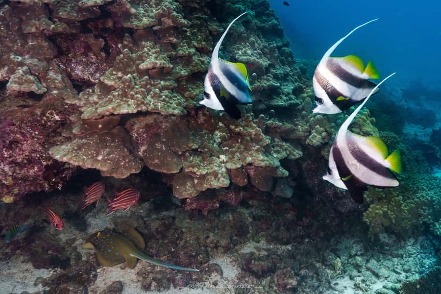 Muscat: Daymaniyat Islands Snorkeling Trip with BBQ Lunch - Why Daymaniyat Islands are worth your time