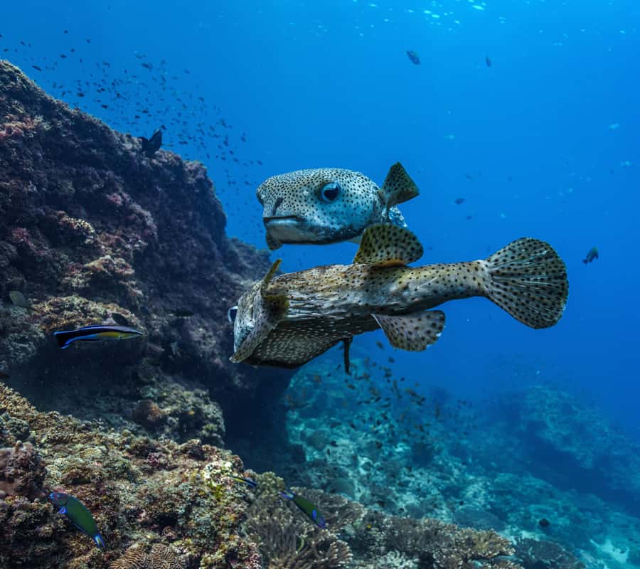 Muscat: Daymaniyat Islands Snorkeling Trip with BBQ Lunch - First snorkeling stop: turtles and reef life