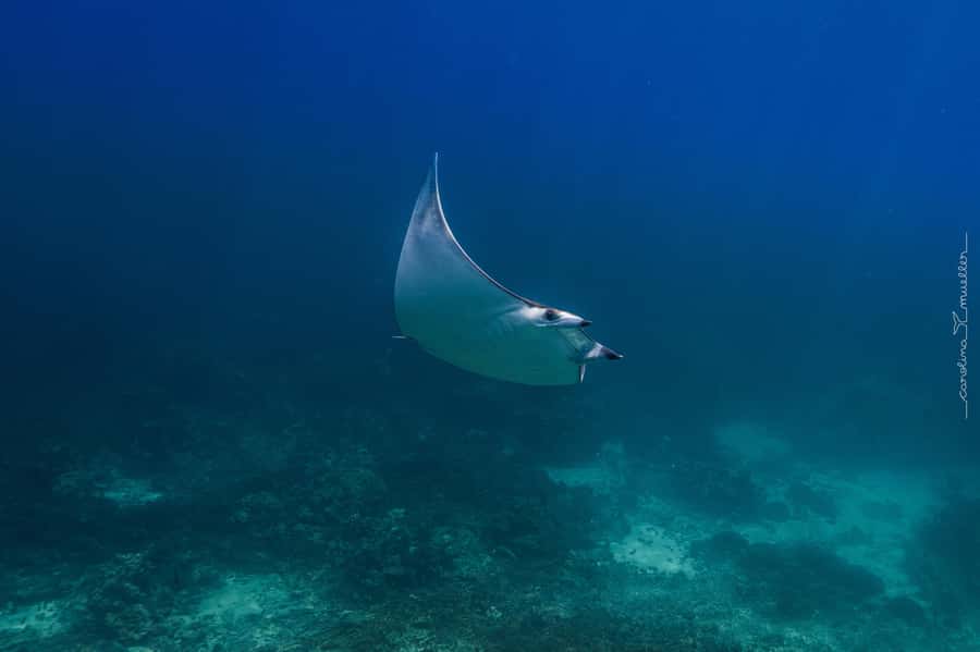 Muscat: Daymaniyat Islands Snorkeling Trip with BBQ Lunch - Second snorkeling site and changing conditions