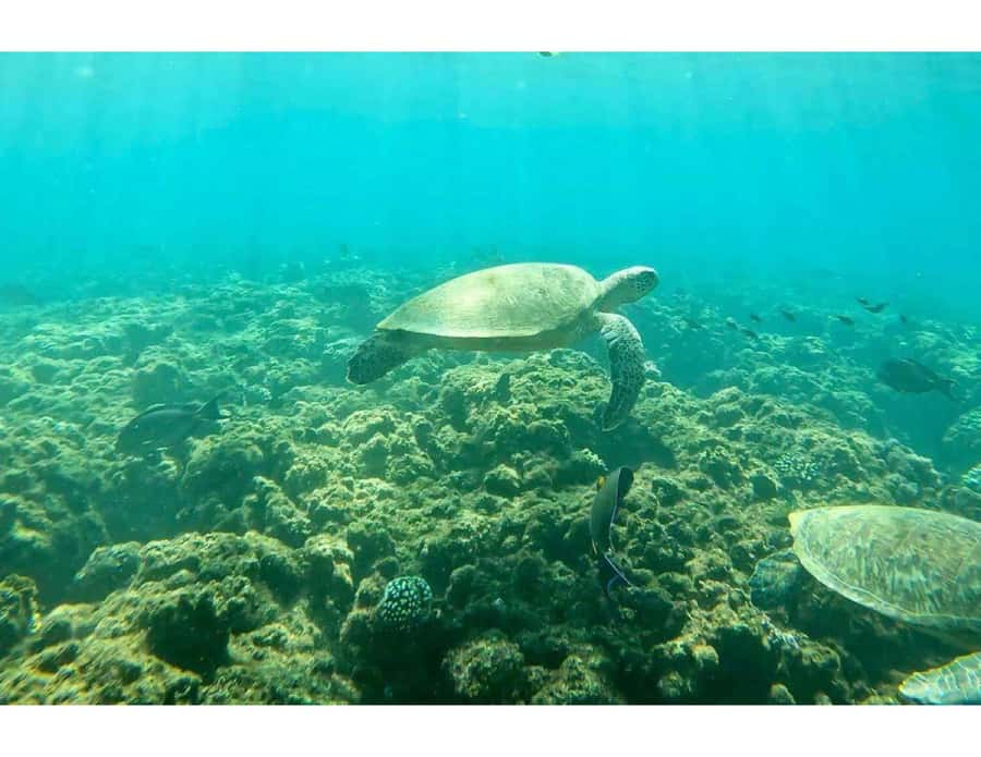 Muscat: Daymaniyat Islands Snorkeling Trip with Lunch - Key points at a glance