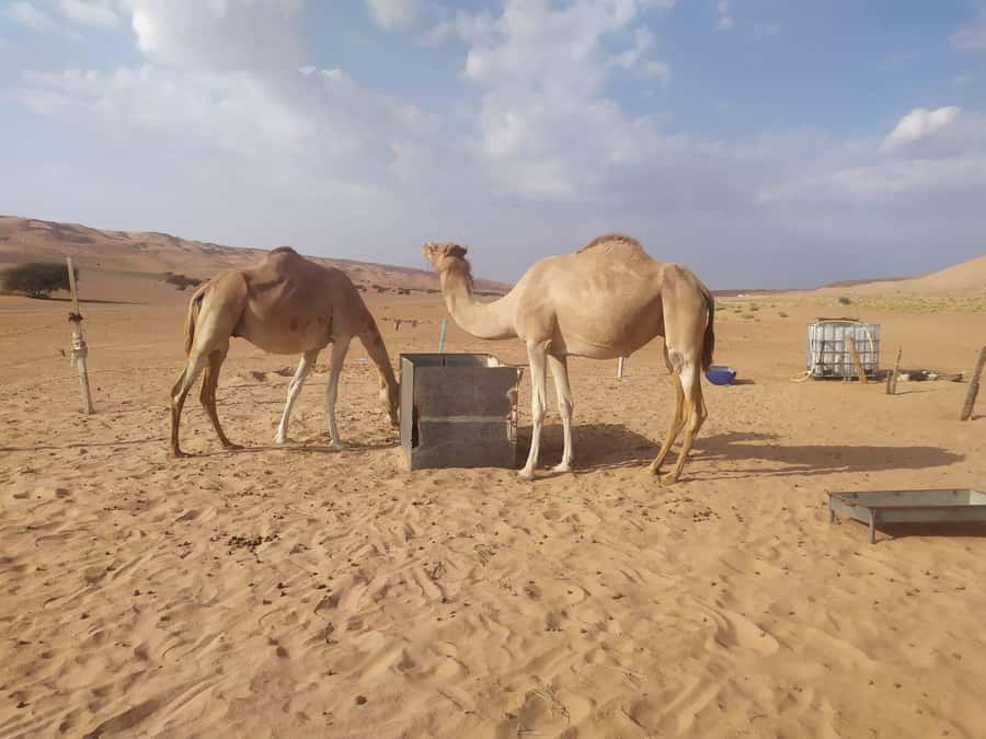 Muscat: Desert & Wadi Bani Khalid Tour with Quad Bike Option - The human side of the tour