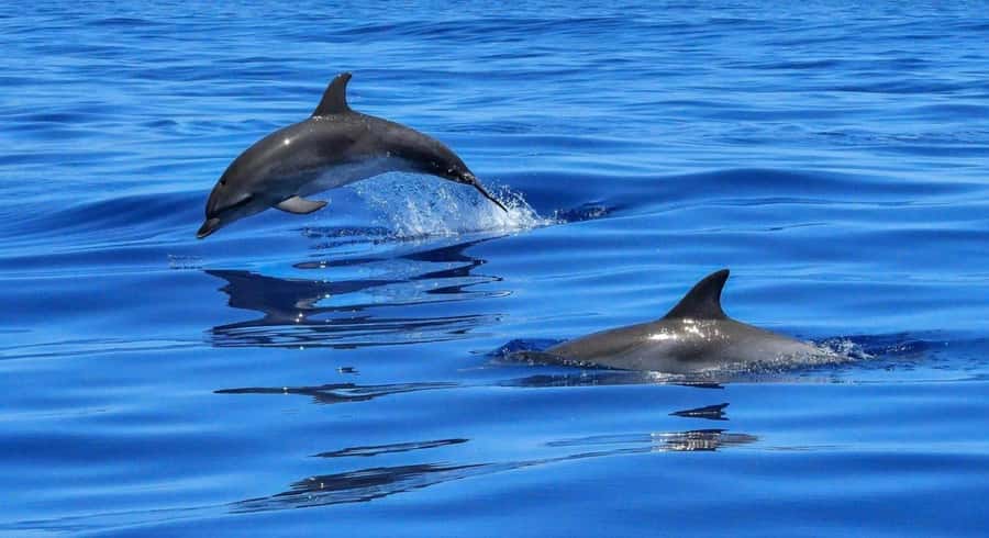 Muscat: Dolphin Watch & Snorkel Excursion - Key points to know before booking