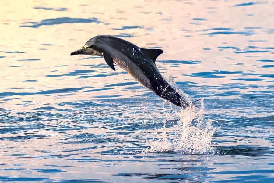 Muscat: Dolphin Watch & Snorkel Excursion - The speedboat ride and Muscat’s rocky coast