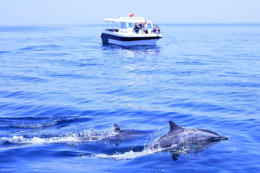 Muscat: Dolphin Watch & Snorkel Excursion - Reaching Marina Bandar Al Rowdha near Al Bustan Palace