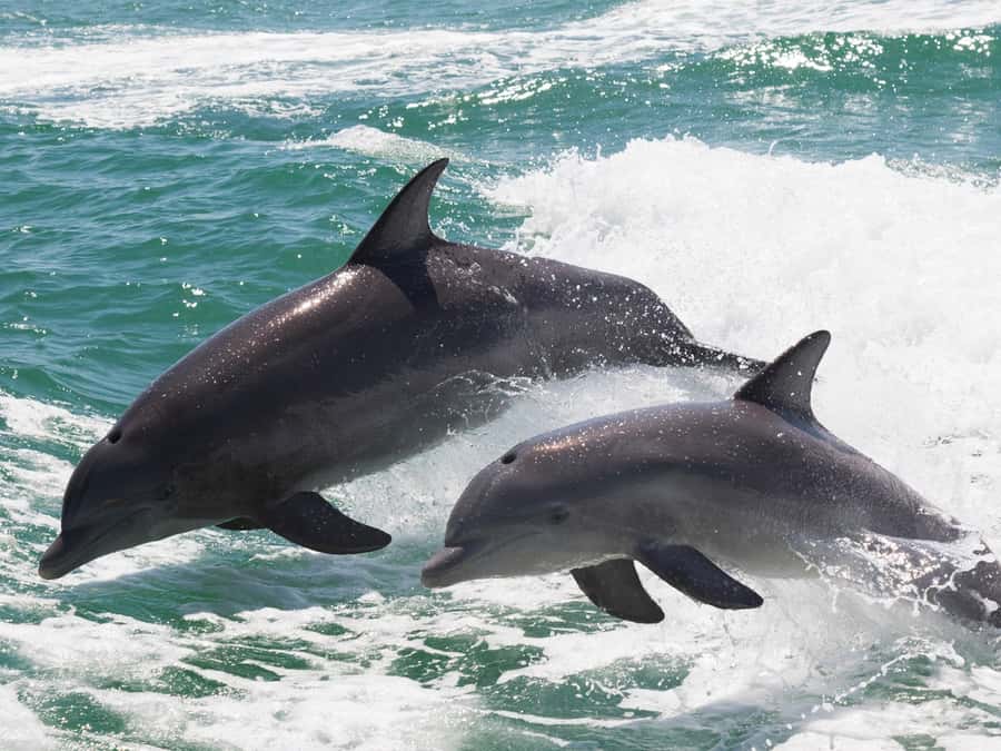 Muscat: Dolphin Watch & Snorkeling - The Bandar Khairan Snorkeling Stop