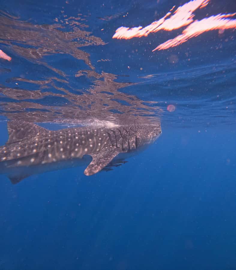 Muscat: Dolphin Watch & Snorkeling - FAQ