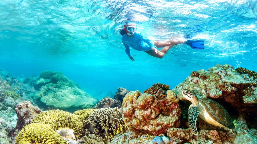 Muscat: Dolphin Watching and Snorkeling Tour - Key points to know before booking
