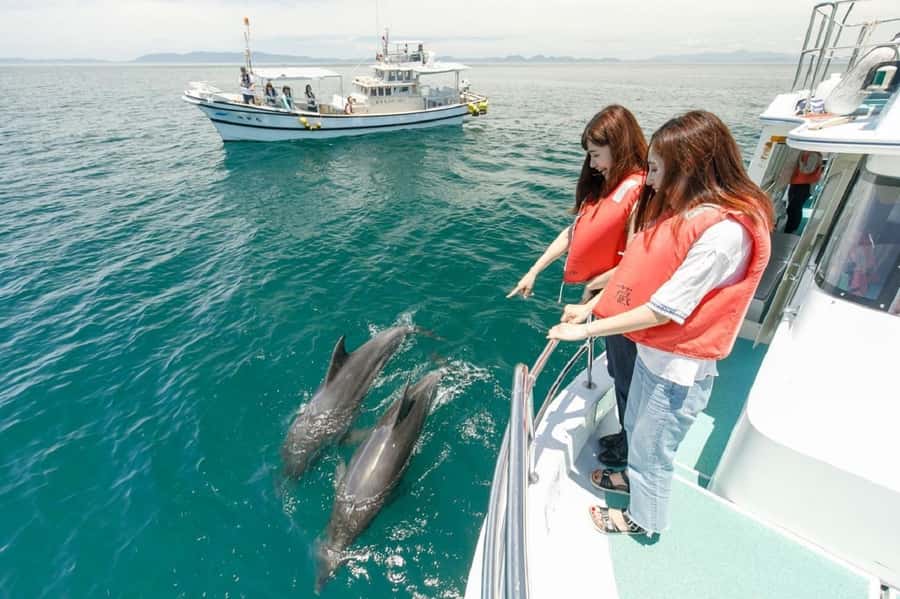 Muscat: Dolphin Watching and Snorkeling Tour - Searching Muscat’s coast for dolphins