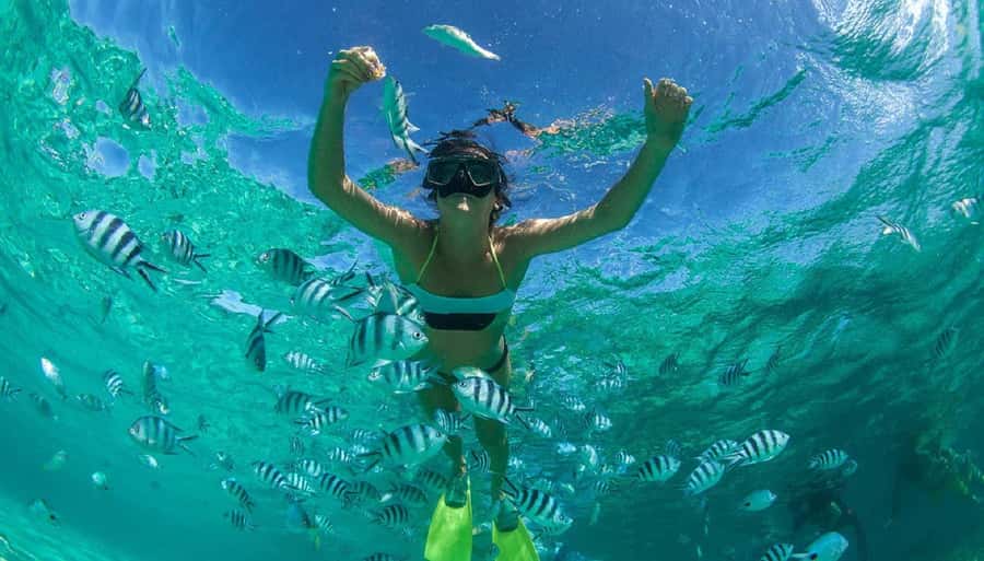 Muscat: Dolphin Watching and Snorkeling Tour - Bandar Khiran Bay brings turtles and fish