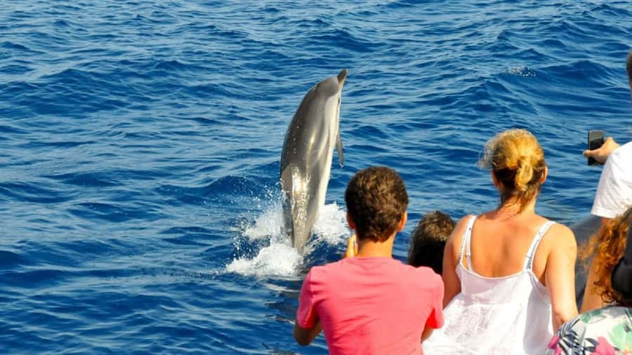 Muscat: Dolphin Watching and Snorkeling Tour - What the $90 price really covers