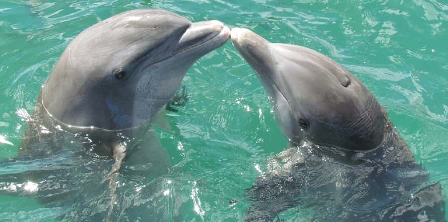 Muscat: Dolphin Watching and Snorkeling Tour - Who will enjoy this Muscat cruise most?
