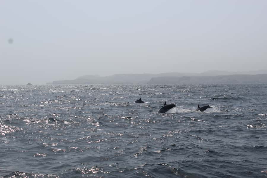 Muscat: Dolphin Watching and Snorkeling Tour By Speed Boat - Leaving Marina Bandar Al Rowdha at 10 a.m.
