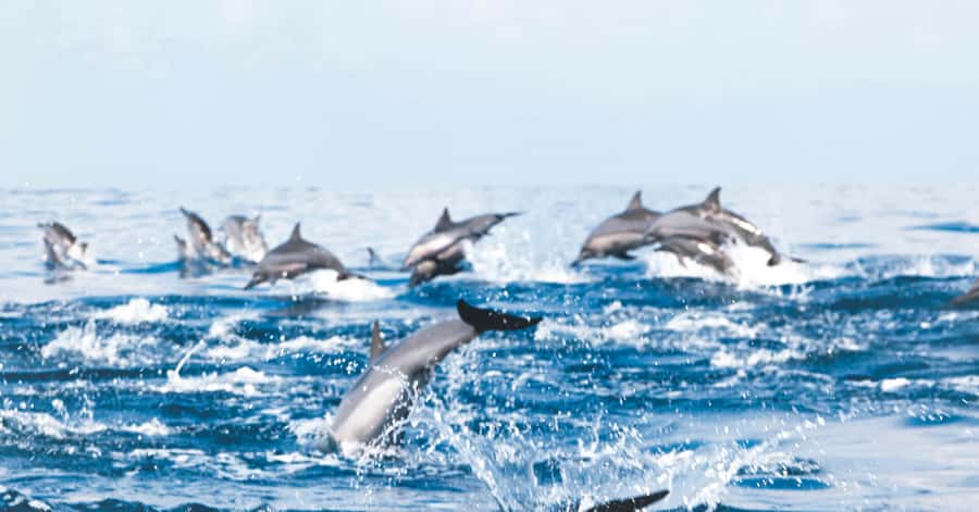 Muscat: Dolphin Watching and Snorkeling Tour - The van ride from Muscat sets the pace