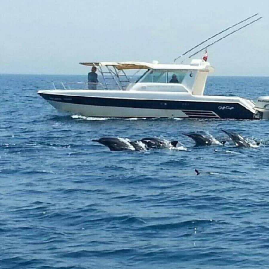Muscat: Dolphin Watching and Snorkeling Trip - One hour among fish and corals