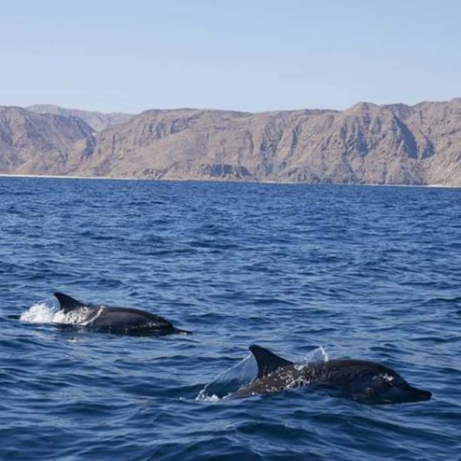 Muscat: Dolphin Watching and Snorkeling Trip - Choosing between the morning time slots