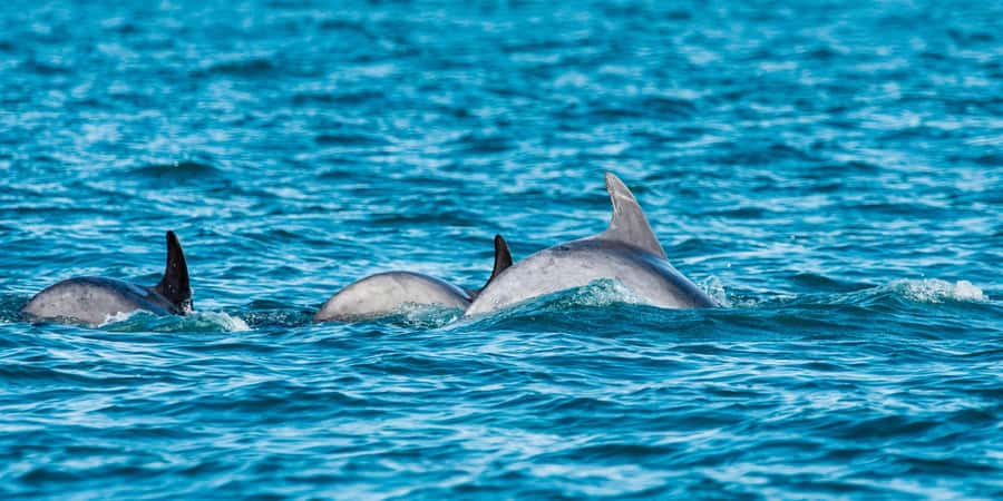 Muscat: Dolphin Watching Boat Amazing Trip - Key points to know before you book
