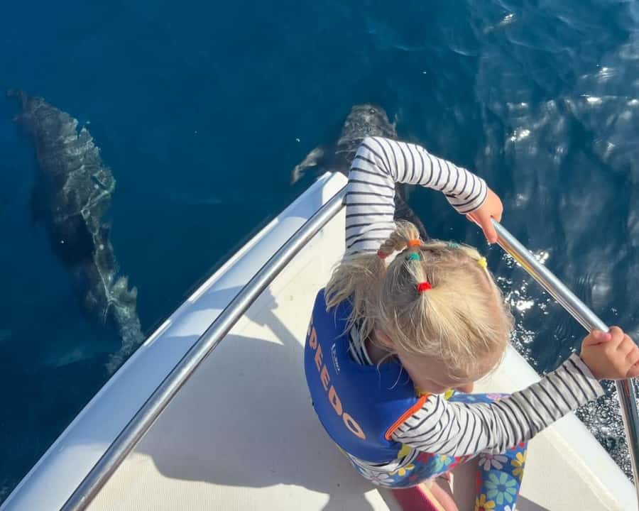 Muscat: Dolphin Watching Boat Amazing Trip - Looking for dolphins in their natural habitat