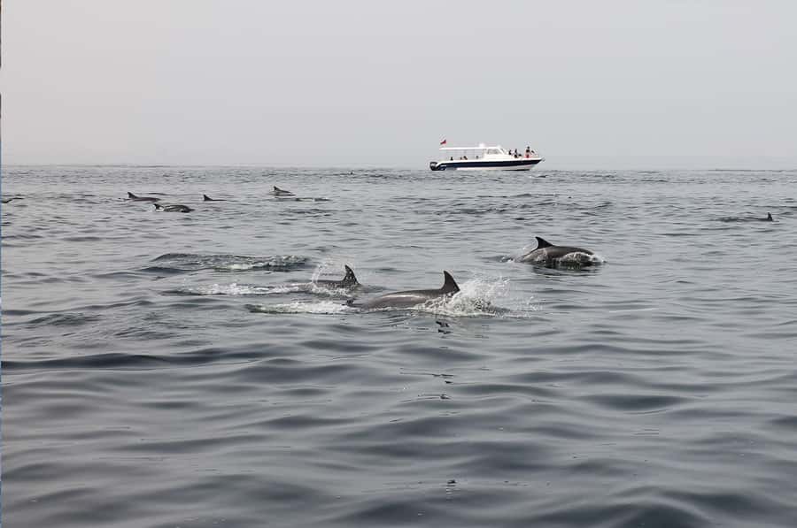 Muscat: Dolphin Watching Boat Amazing Trip - What the $28 price really includes