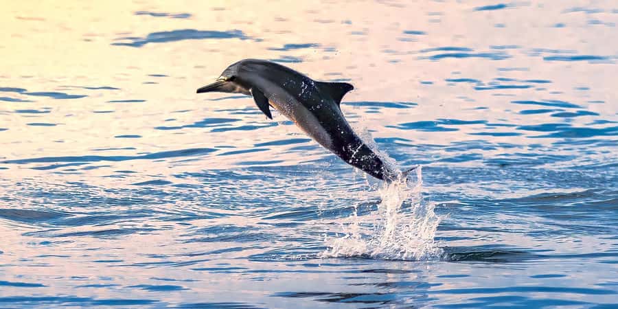 Muscat: Dolphin Watching Boat Tour - Key points to know before you book